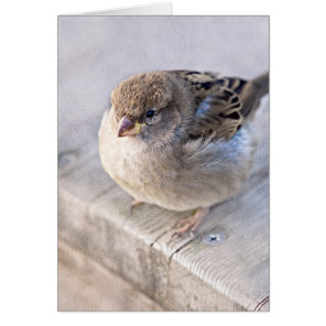 Sparrow - Overweight Cards
