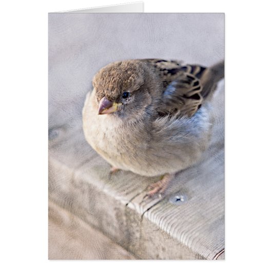 Sparrow - Overweight Cards (Front)