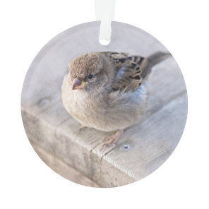 Sparrow - Overweight Ornament