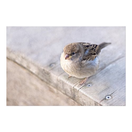 Sparrow _ Overweight Photo Print