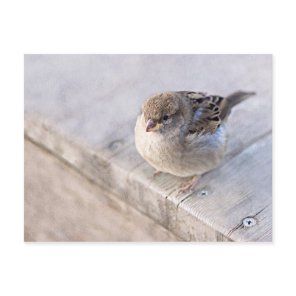 Sparrow - Overweight Postcard