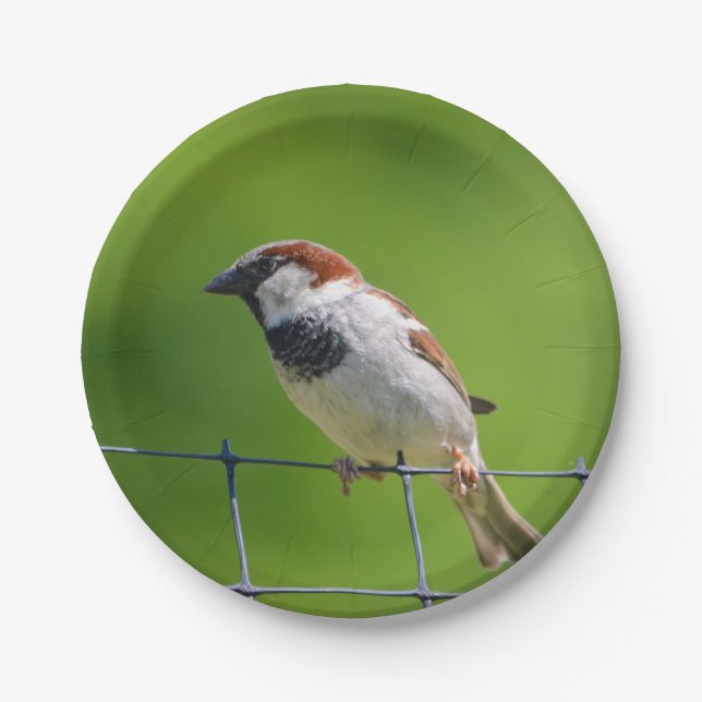 Sparrow Paper Plate (Front)
