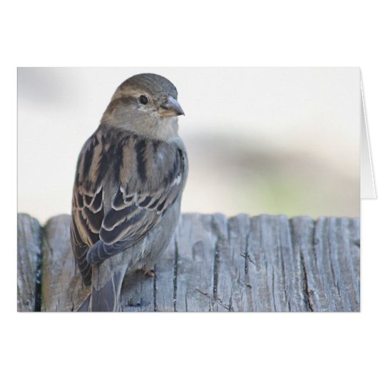 Sparrow photo cards (Front Horizontal)
