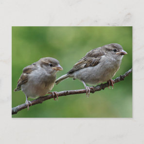 Sparrow Postcard