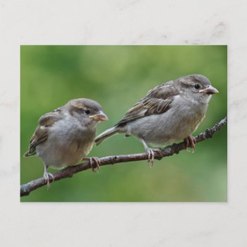 Sparrow Postcard by backyardwonders at Zazzle