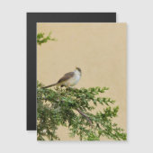 Sparrow Postcard (Front/Back)