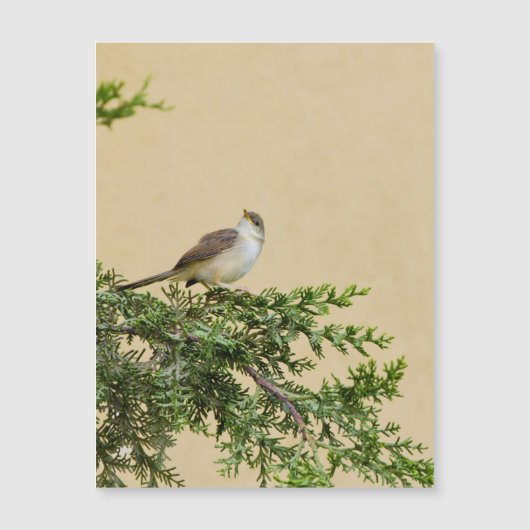 Sparrow Postcard (Front)