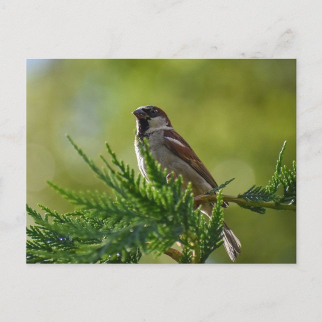Sparrow Postcard (Front)
