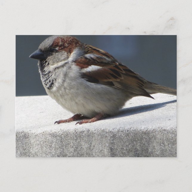 sparrow postcard (Front)