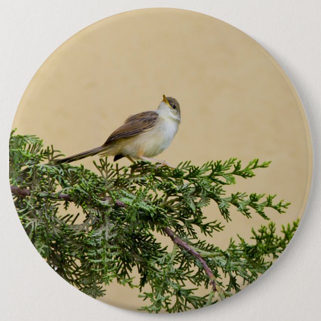 Sparrow Postcard Button (Front)