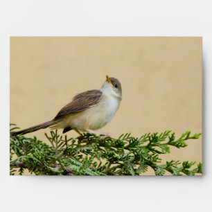 Sparrow Postcard Envelope