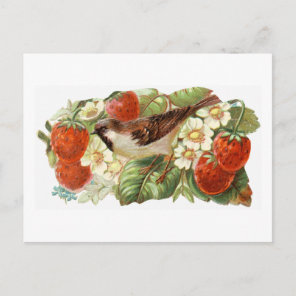 Sparrow & Red Strawberries - Vintage Illustration Postcard