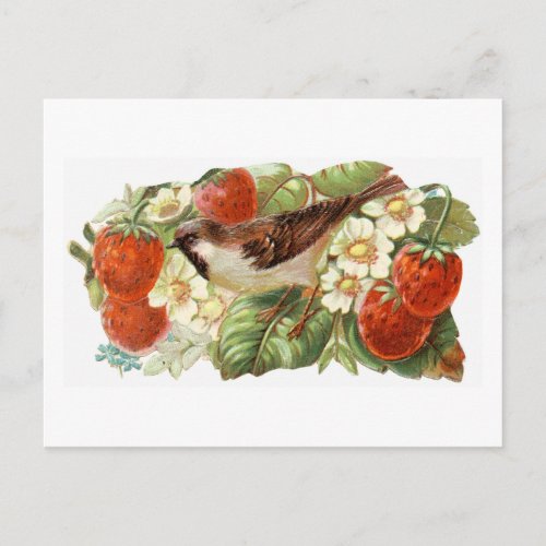 Sparrow  Red Strawberries _ Vintage Illustration Postcard