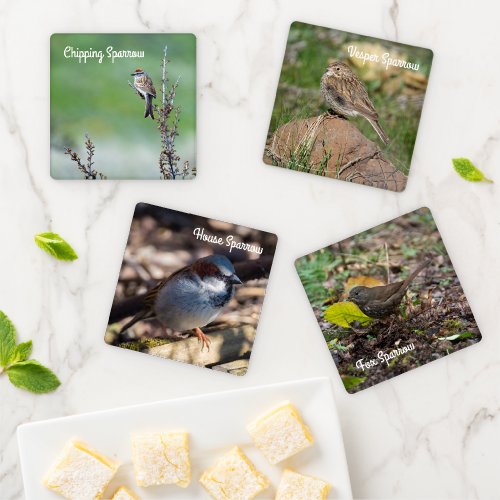 Sparrow Species Coaster Set