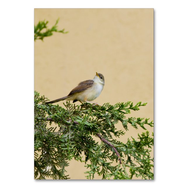 Sparrow  table number (Front)