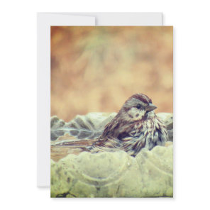 Sparrow Taking a Bath Thank You Card