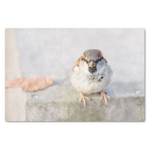 Sparrow _ The Warrior Tissue Paper