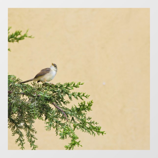 Sparrow  wall decal  (Front)