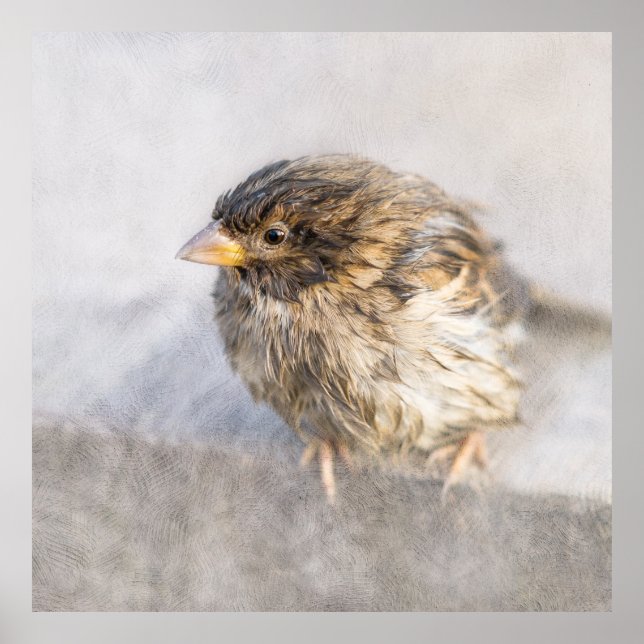 Sparrow - Weather Forecast Epic Fail Poster (Front)