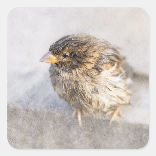 Sparrow - Weather Forecast Epic Fail Square Sticker (Front)