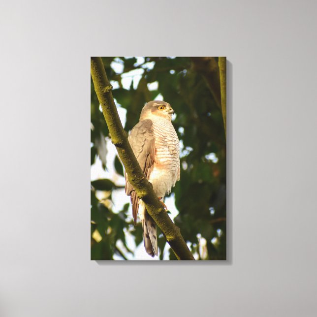 Sparrowhawk  canvas print (Front)