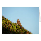 Sparrowhawk Cards (Front Horizontal)