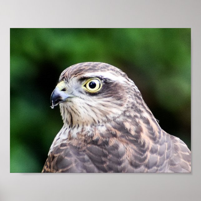 Sparrowhawk Print, Value Poster Paper (Matte) (Front)
