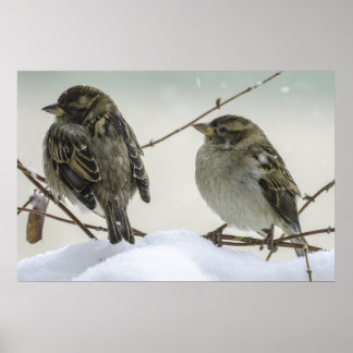 Sparrows In Winter Poster