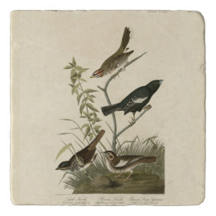 Sparrows, Lark Bunting, Audubon's Birds of America Trivet
