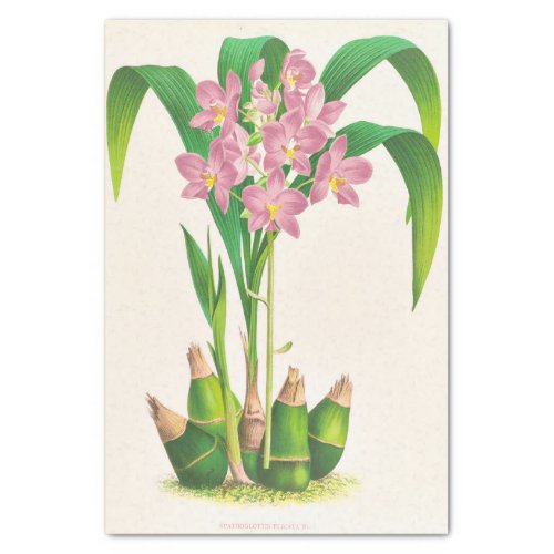 Spathoglottis Plicata Orchid Jean Jules Linden Tissue Paper