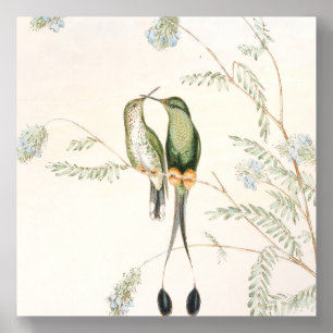 Spathura Peruana Hummingbirds by John Gould Acrylic Photo Tile