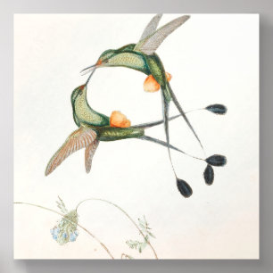 Spathura Peruana Hummingbirds by John Gould Acrylic Photo Tile
