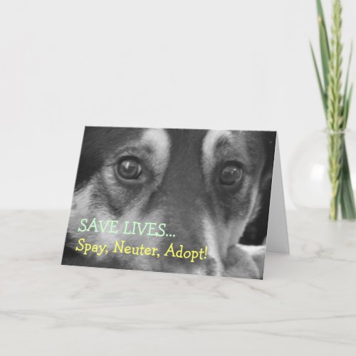 Spay Neuter Adopt Pet Dog Rescue Foster Card