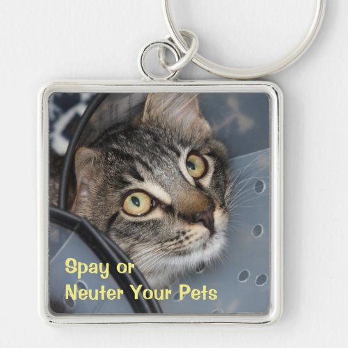 Spay or Neuter Cute Kitten Keychain