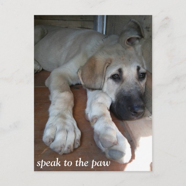 Speak to the paw postcard (Front)