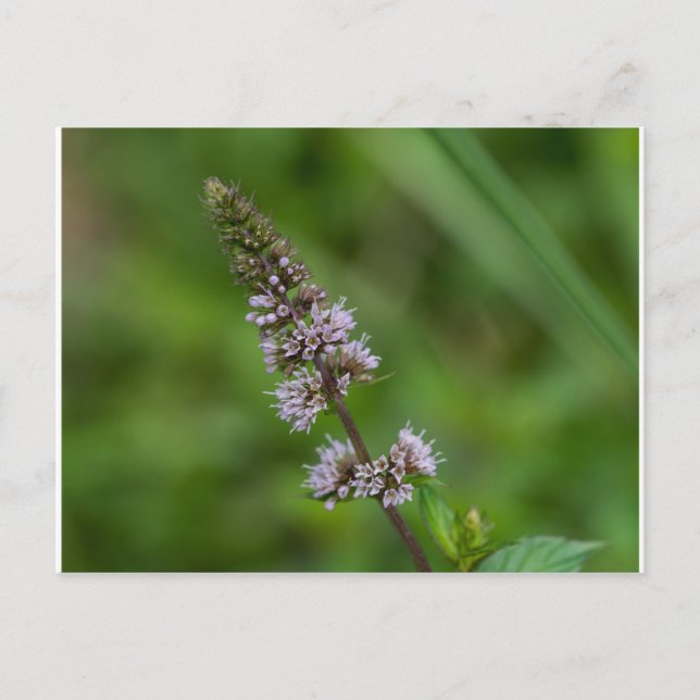 Spearmint Purple Wildflower Floral Postcard (Front)