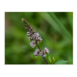 Spearmint