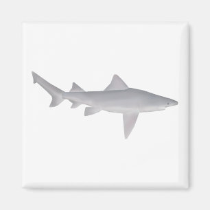 Speartooth Shark Magnet