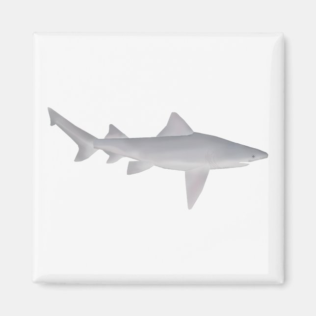 Speartooth Shark Magnet (Front)