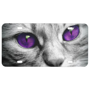 Special Cat with Purple Eyes License Plate