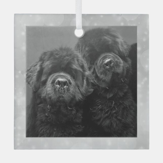 Special Order Two Newfs Glass Ornament (Front)