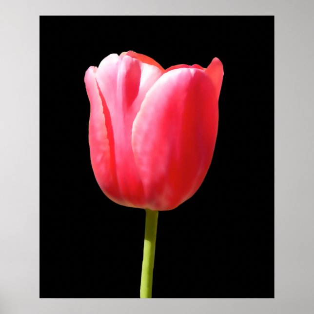 Special Single Stem Tulip Painting Poster (Front)