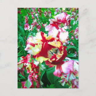 Special tulips - Postcard