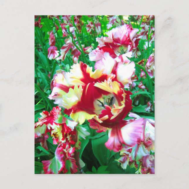 Special tulips - Postcard (Front)