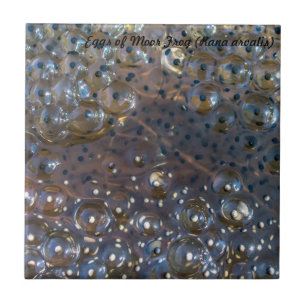 Species: Eggs of Moor Frog Tile
