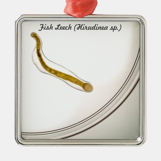 Species: Fish Leech Metal Ornament (Front)