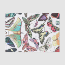 Species of Butterflys Moth Chart Decoupage
