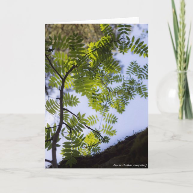 Species: Rowan Card (Front)