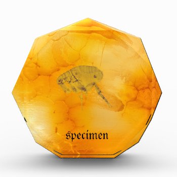 Specimen Acrylic Award by GKDStore at Zazzle