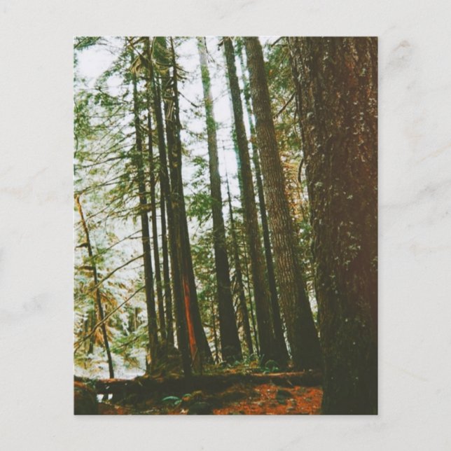 Speck Case Flyer (Front)